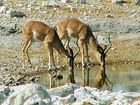 Impalas   At our first waterhole after lunch we met these black-faced impalas -  these would do well in any beauty contest...