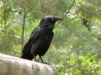 Black Bird   Although this bird was used to visitors I wouldn't want to receive a kiss from it.