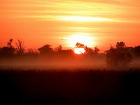 Golden Mist 1   The mist with the sun behind it was stunning -  birds could now be seen quite clearly against this backdrop.