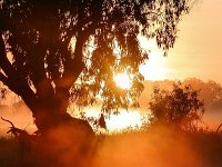 Golden Tree   Even a run-of-the-mill tree is seen in a different light in Kakadu.