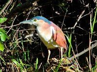 Night Heron   My favourite bird of the morning - thanks again to Betty Kennedy for the ID.