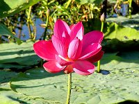 Lily Flower   A superb specimen! And yet another favourite shot.