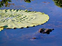 Lily Leaf?   A superb specimen again - the leaf that is.  The other specimen was 'gone' within seconds of this shot.