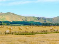 Hay Field   A nice find along side the road in the South Island, New Zealand.